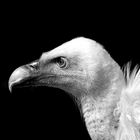 Vulture