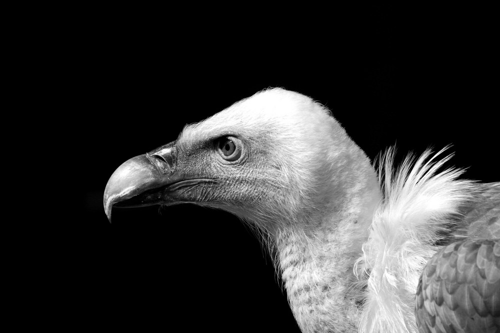 Vulture