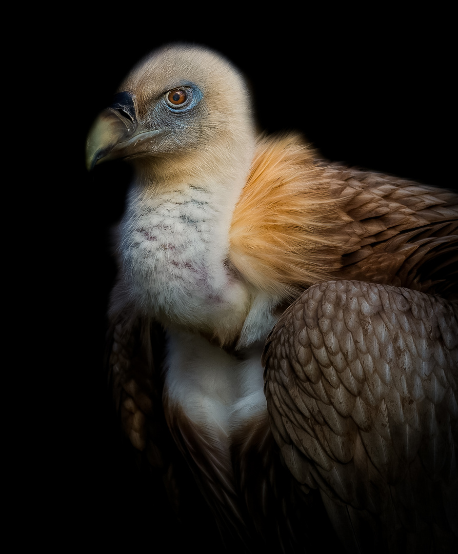 Vulture