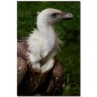 Vulture