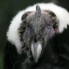 VULTURE