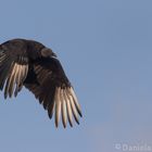 vulture