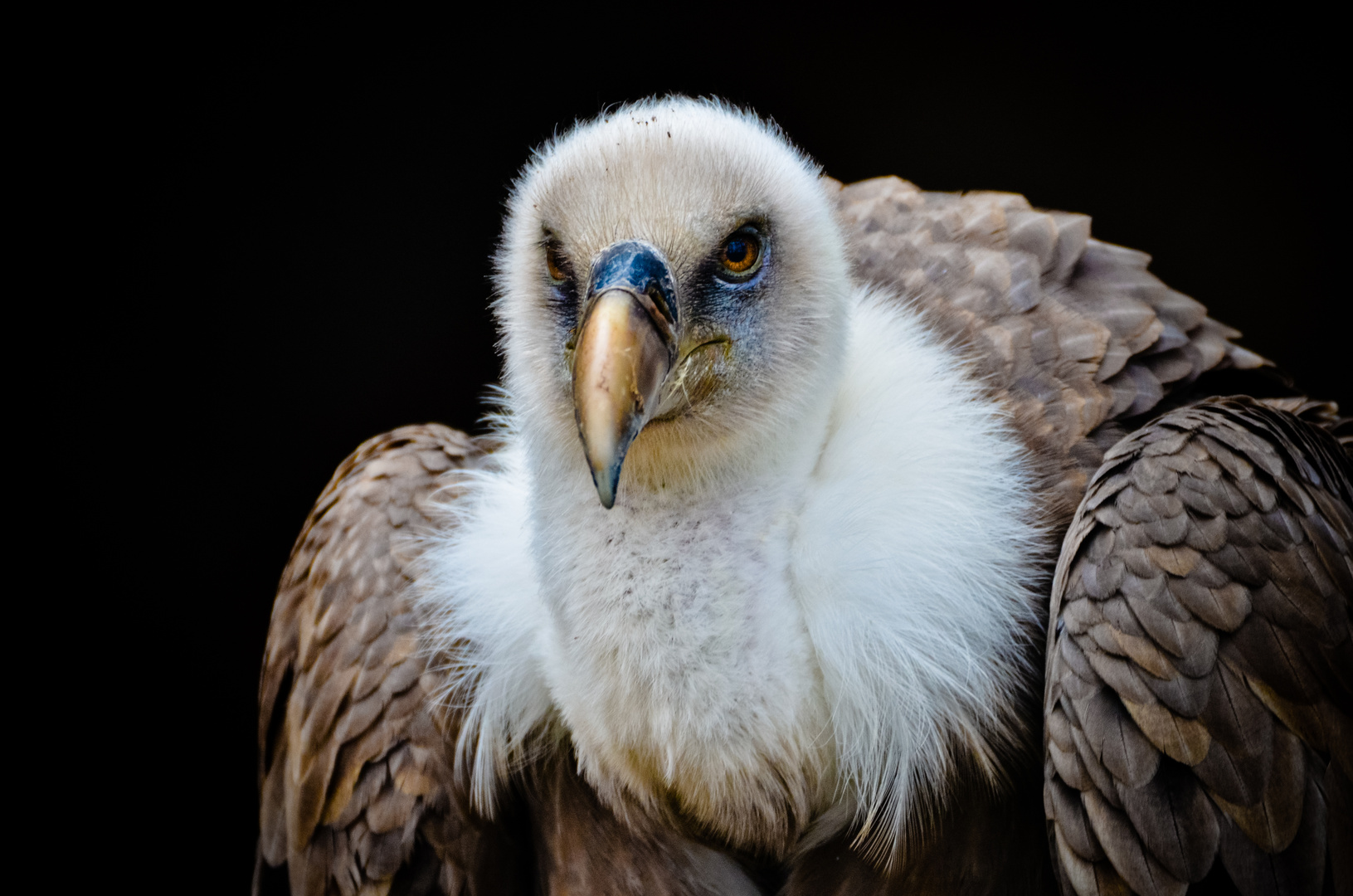 Vulture