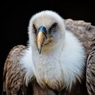 Vulture