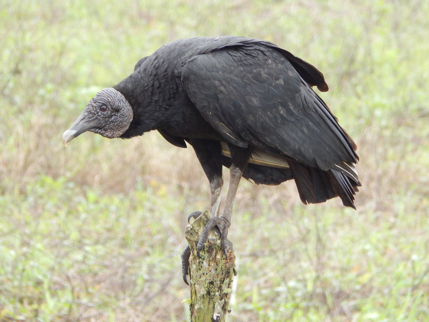 Vulture at Costa Rica