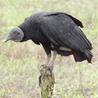 Vulture at Costa Rica