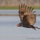 Vulture