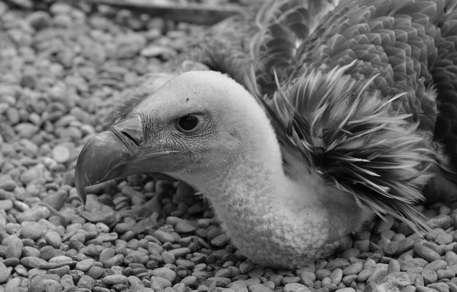 Vulture - BW