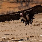 Vulture