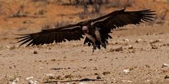 Vulture