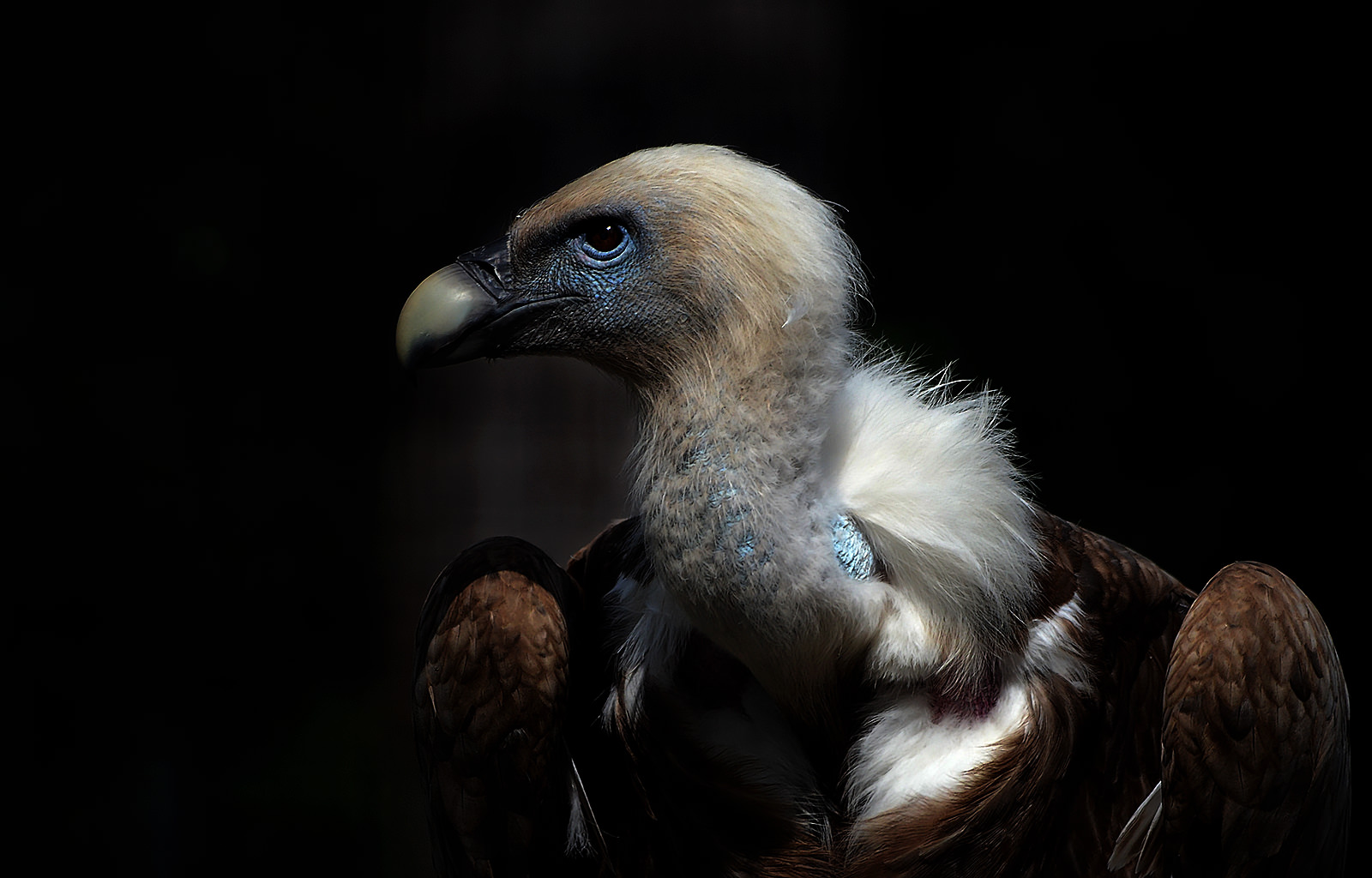 Vulture - CLK