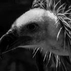 Vulture-Culture