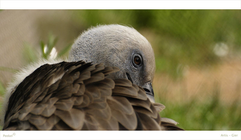 Vulture