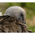 Vulture