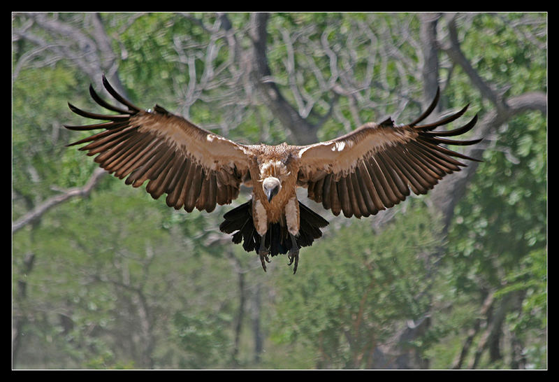 Vulture - Final Approach