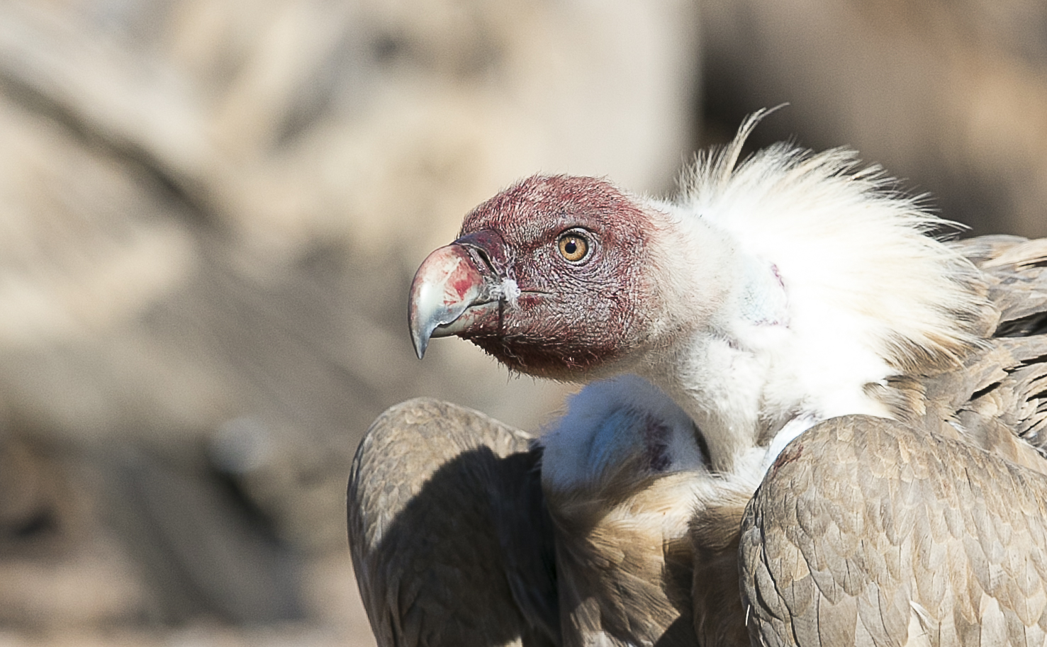 Vulture Head