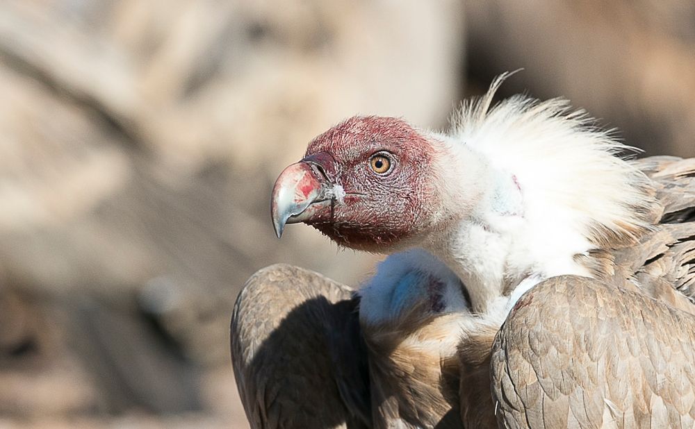 Vulture Head