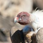 Vulture Head