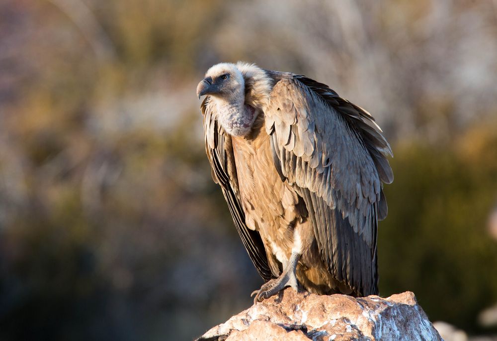 Vulture II