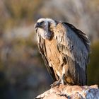 Vulture II