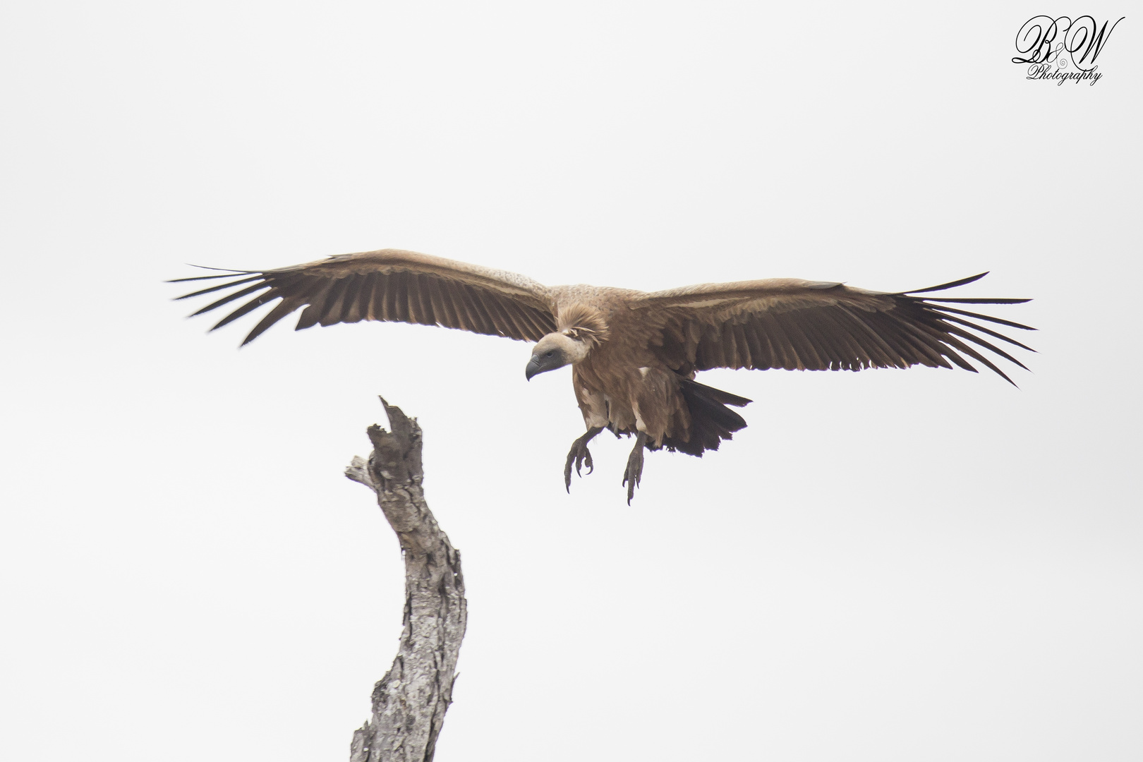 vulture in flight