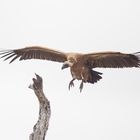 vulture in flight