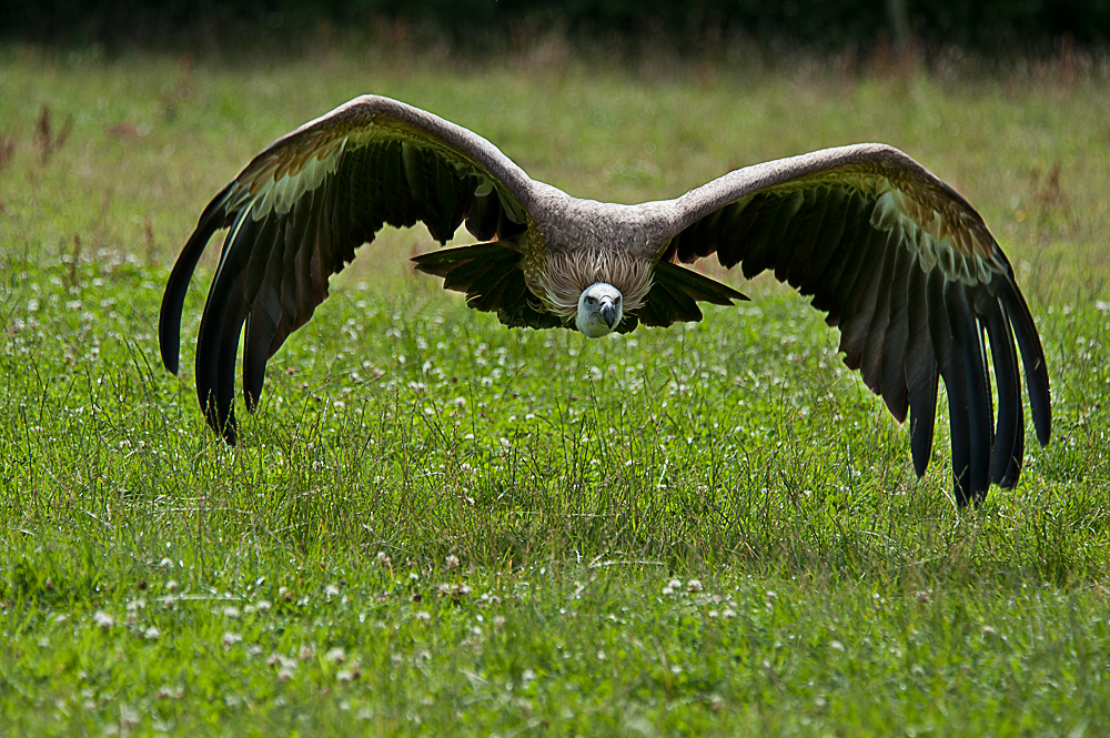 Vulture in flight