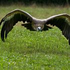 Vulture in flight