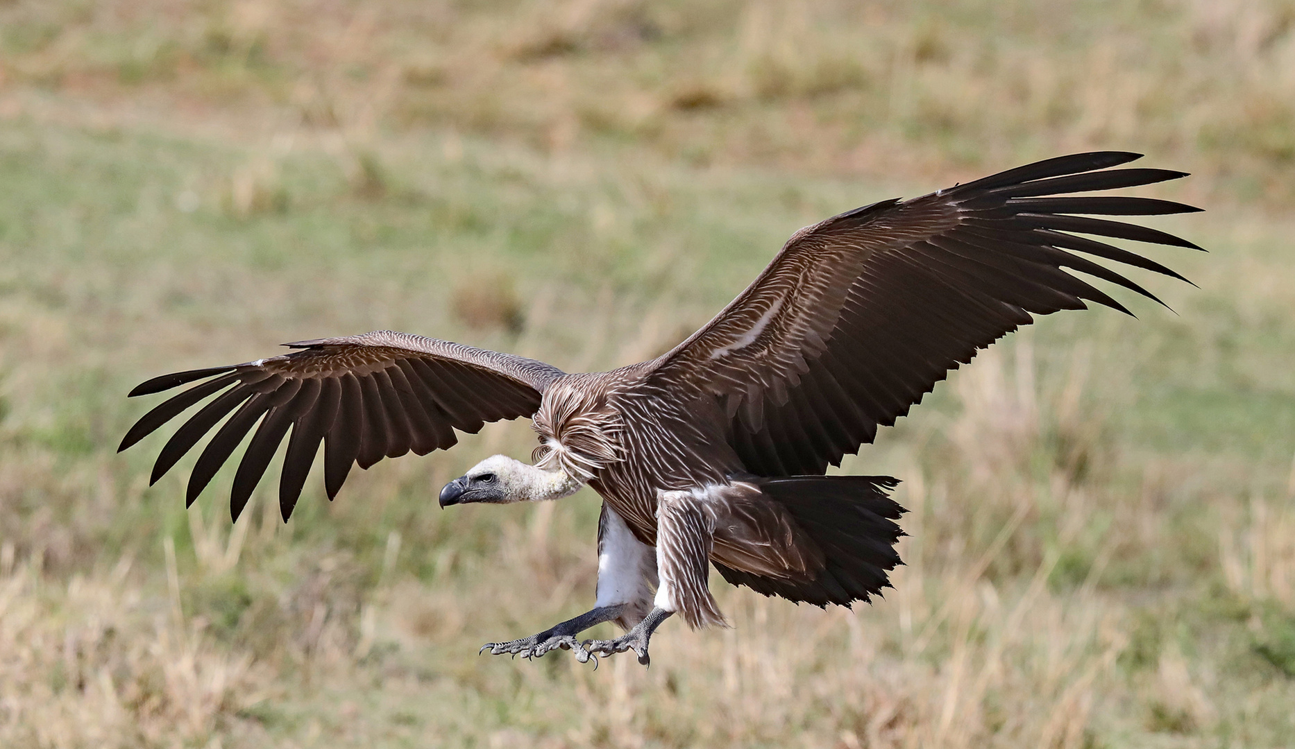 Vulture landing