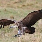 Vulture landing