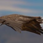 Vulture - like a Stealth Fighter