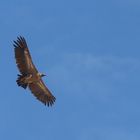 Vulture - Masai Mara - Kenya