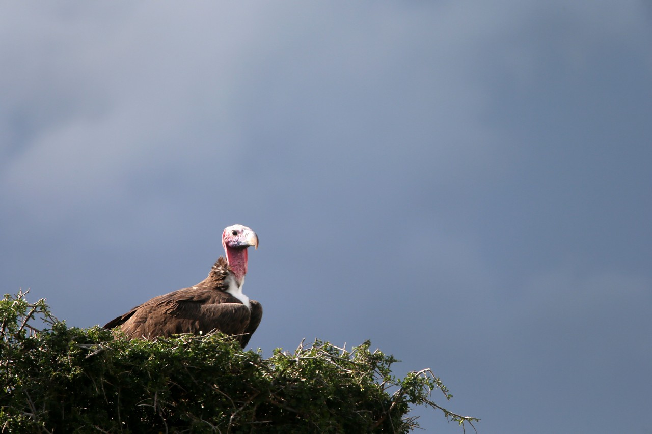 Vulture - Masai Mara - Kenya