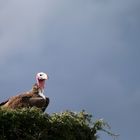 Vulture - Masai Mara - Kenya