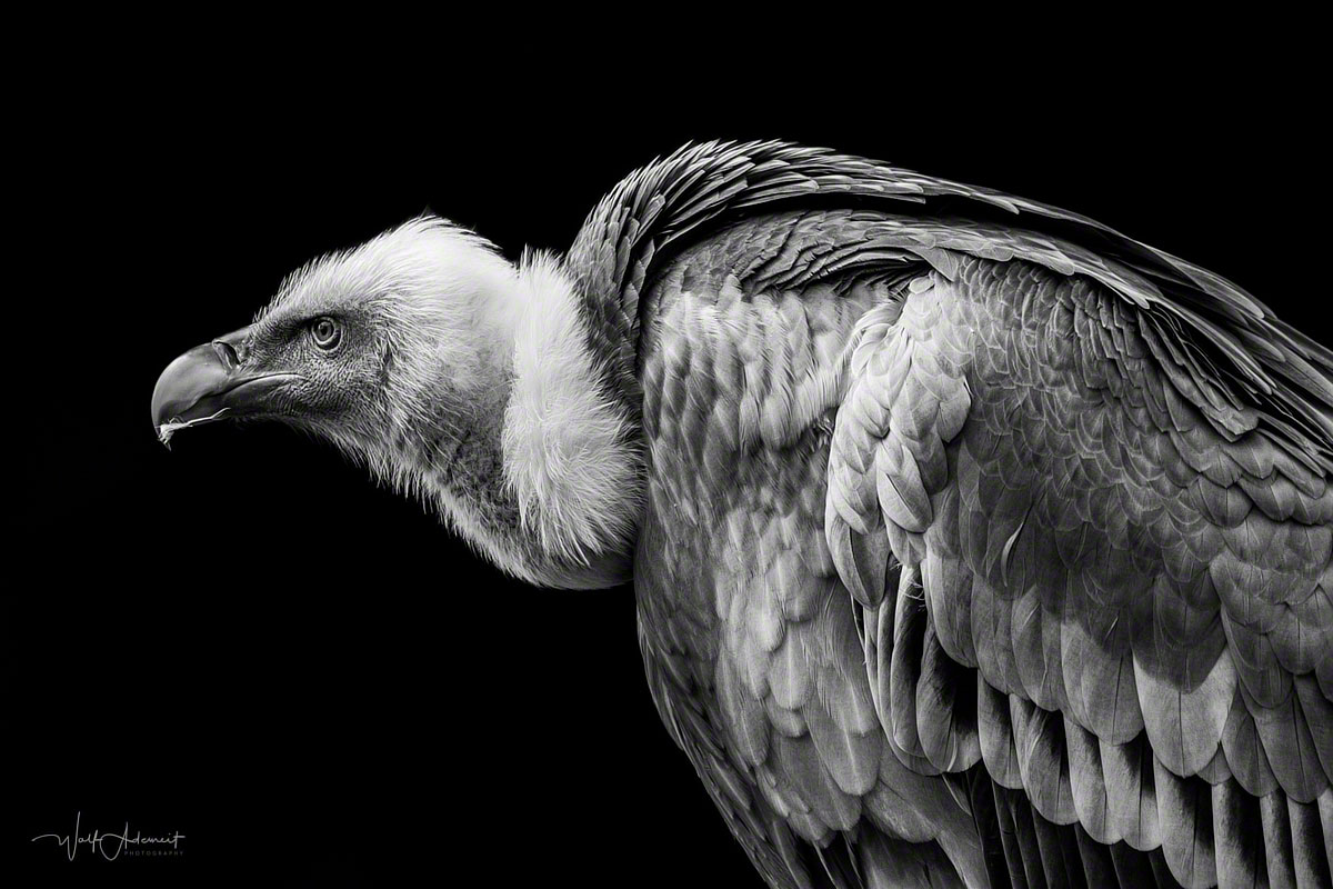 vulture portrait