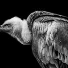 vulture portrait