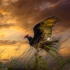 Vulture under a blood red sky