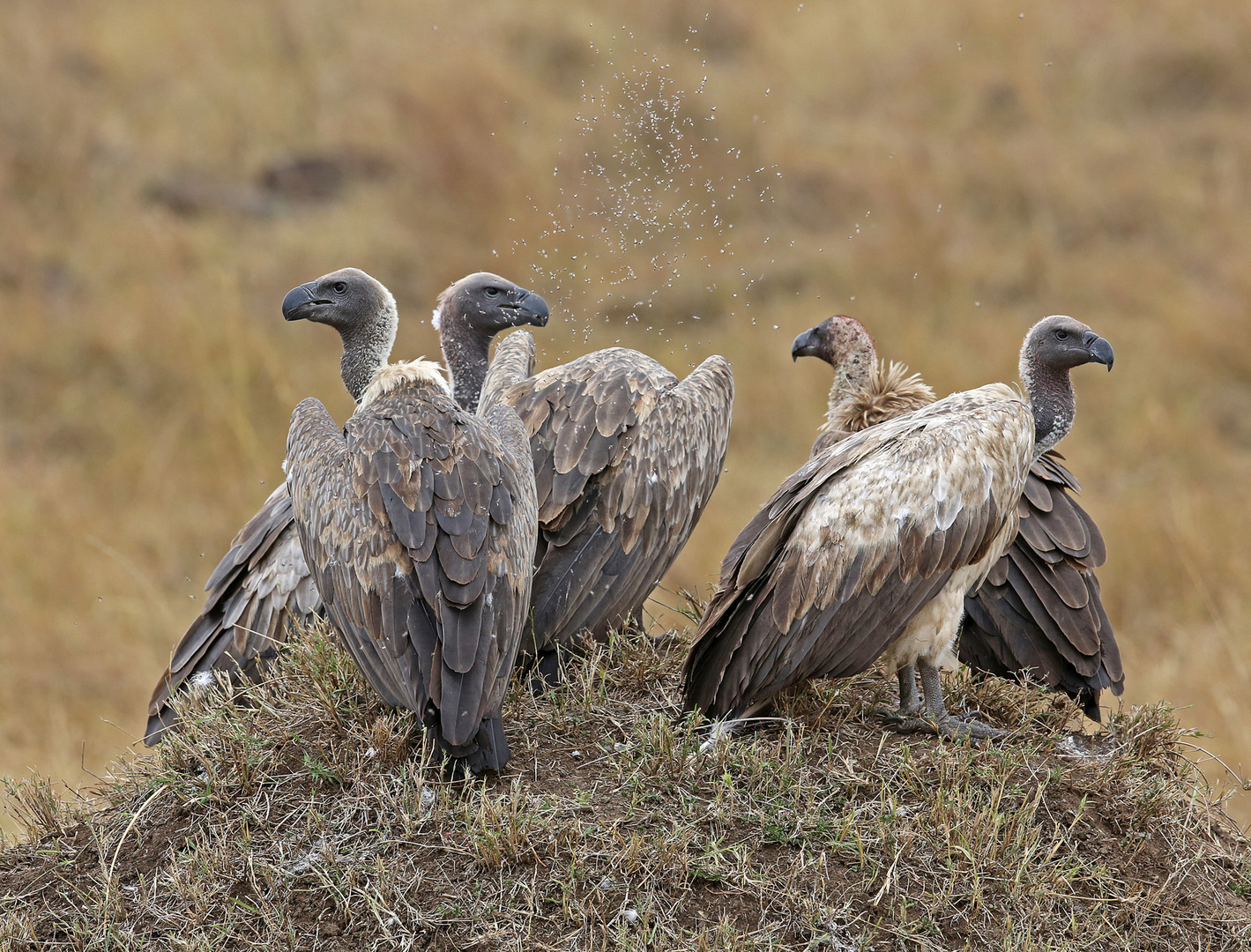 Vulture with flys