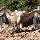 Vulture with prey