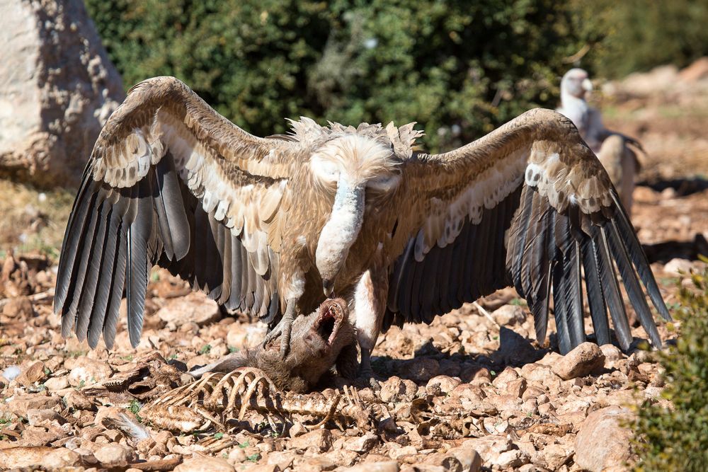 Vulture with prey
