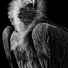 vultureBW