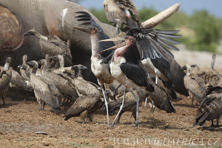 Vultures and Marabou Storks