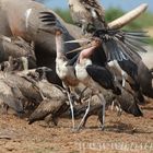 Vultures and Marabou Storks