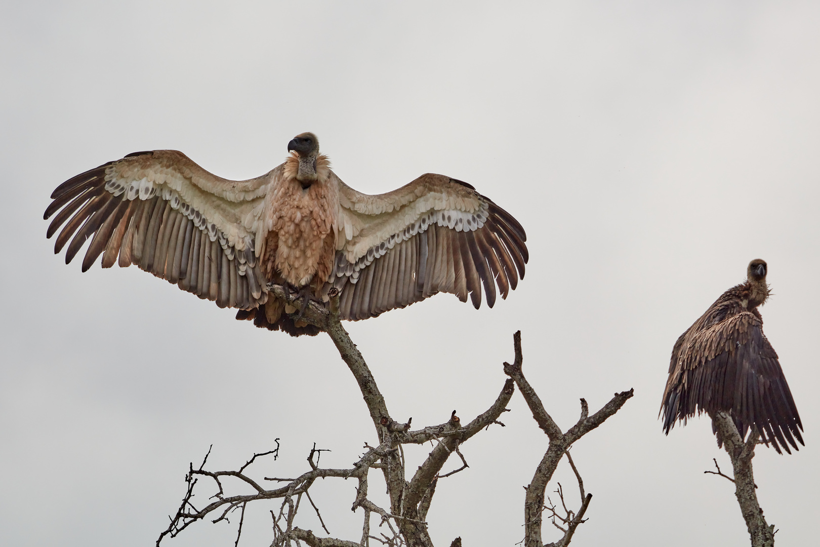 Vultures drying their wings