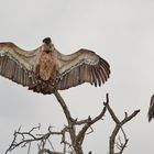 Vultures drying their wings