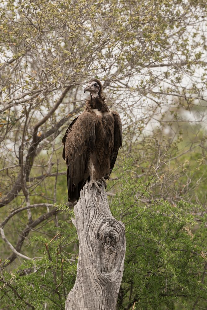 Vultures (Geier) 1