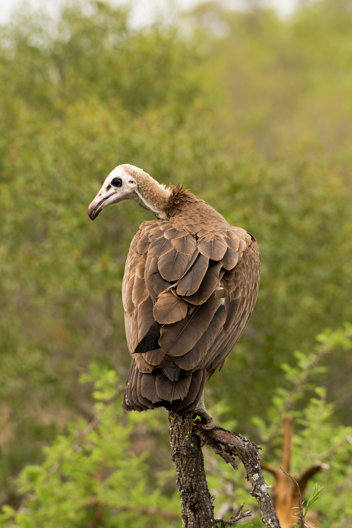 Vultures (Geier) 2