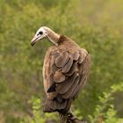 Vultures (Geier) 2