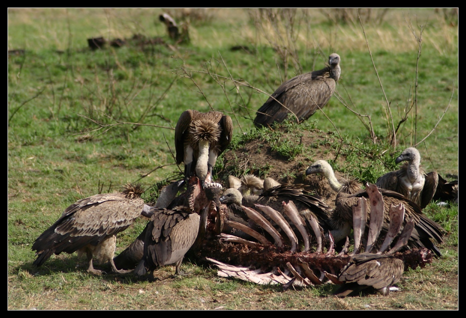 ... Vultures, Massai Mara, Kenya ...