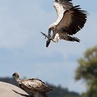 Vultures on the death elephant.